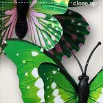 CU Butterflies 5 by lliella designs
