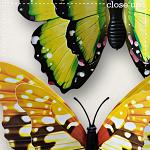 CU Butterflies 10 by lliella designs