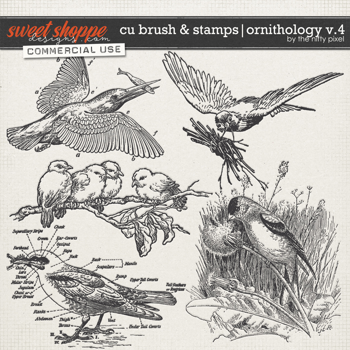 CU BRUSH & STAMPS | ORNOTHOLOGY V.4 by The Nifty Pixel