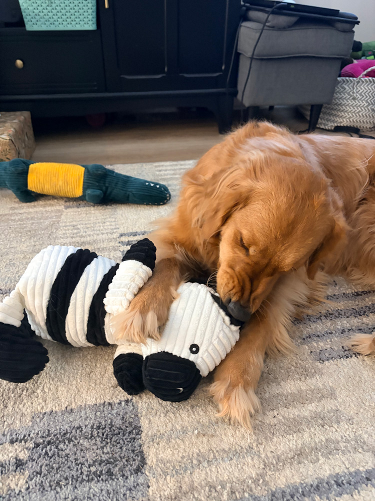 ebayzebra2.jpg