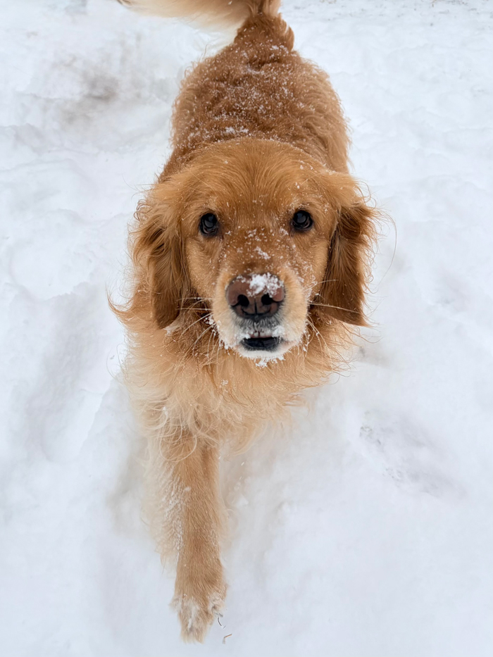 snowdog.jpg