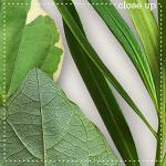 CU Leaves 1 by lliella designs