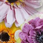 CU Flowers 5 by lliella designs