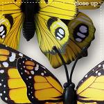 CU Butterflies 6 by lliella designs