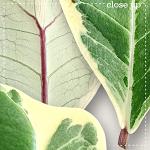 CU Leaves 4 by lliella designs