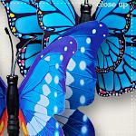CU Butterflies 12 by lliella designs