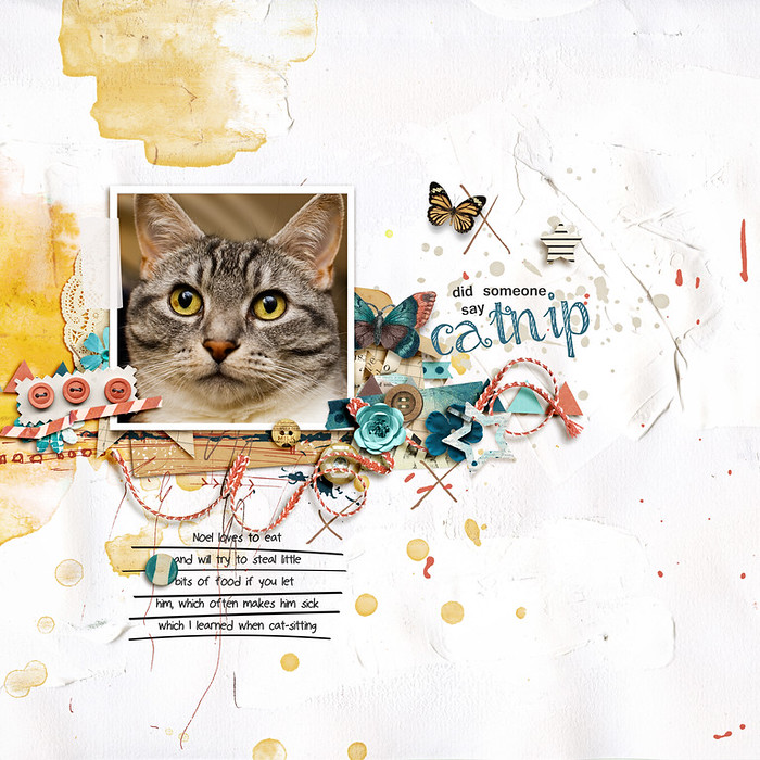 catnip-700x700-1363d7e4a9.jpg