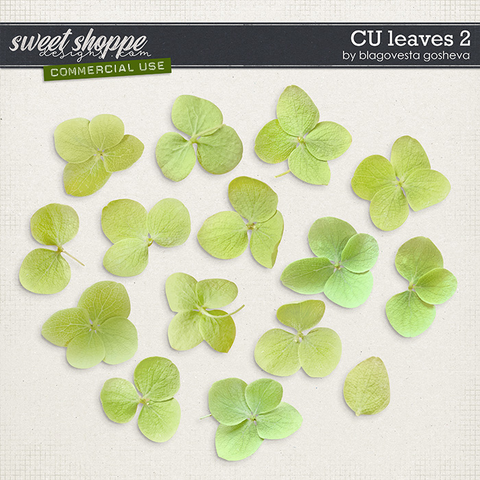 CU Leaves 2 by Blagovesta Gosheva CU Leaves 2 by Blagovesta Gosheva