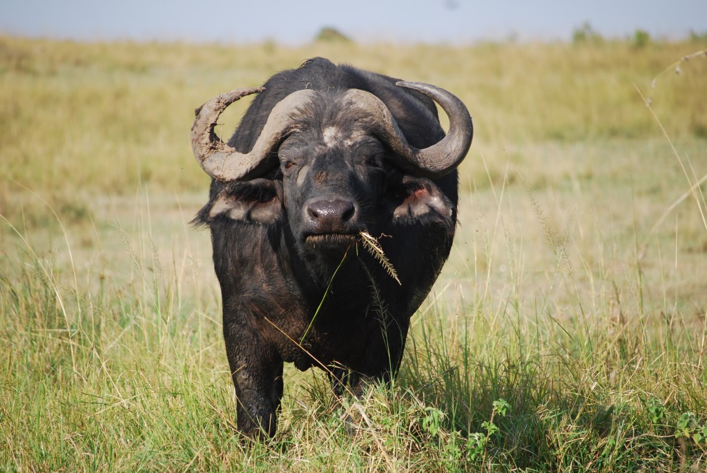 Africa (118 of 686)