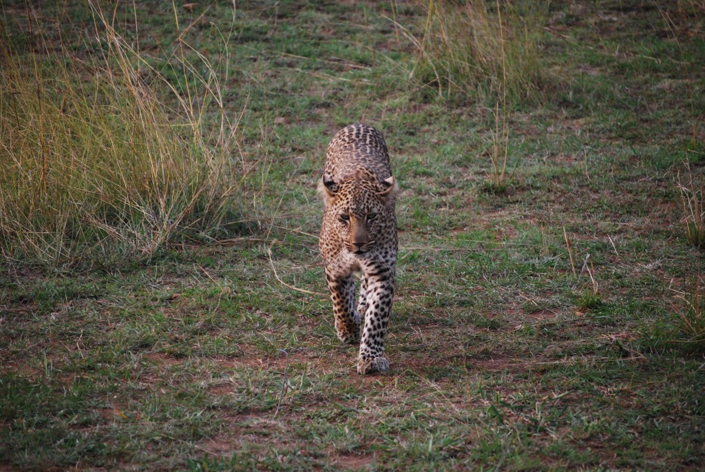Africa (230 of 686)