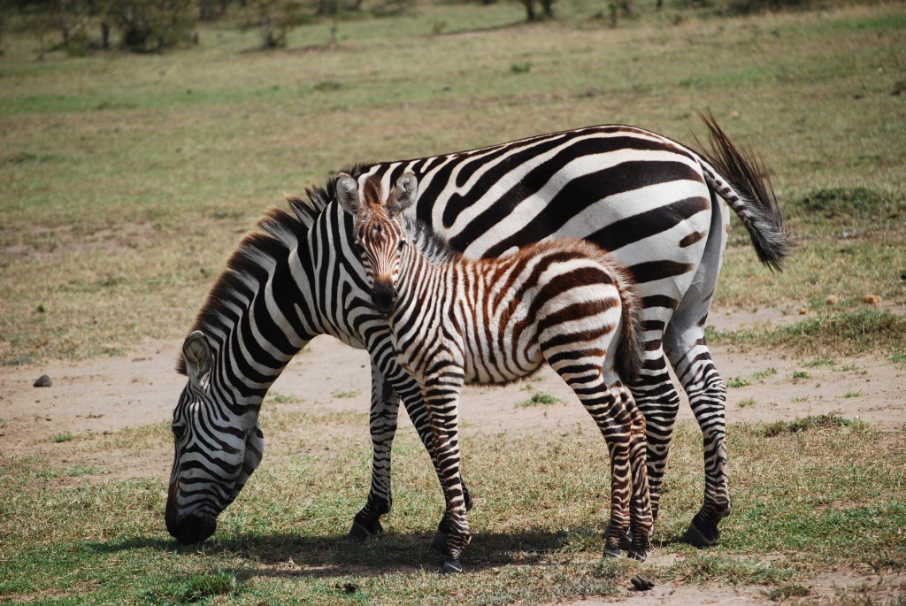 Africa (357 of 686)