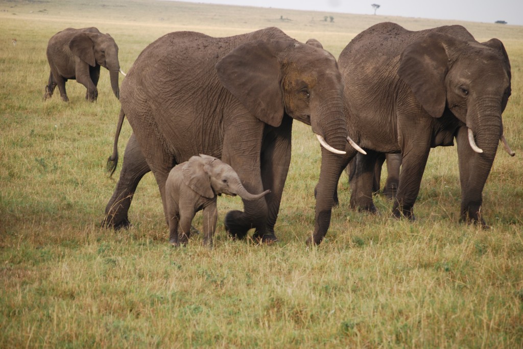 Africa (529 of 692)