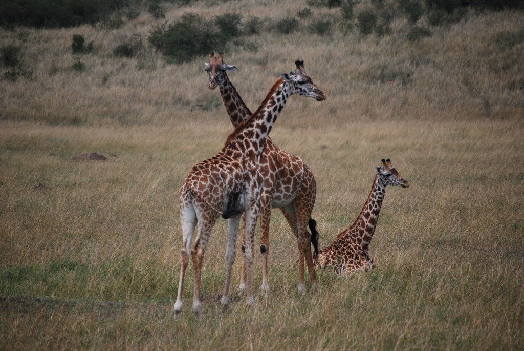 Africa (94 of 686)