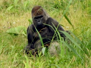 IMG_1954