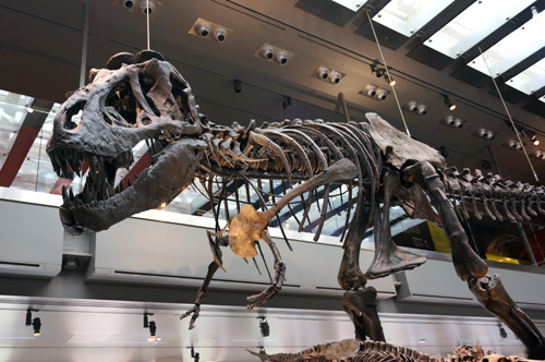 Trex