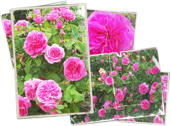 may-blog_roses-photos