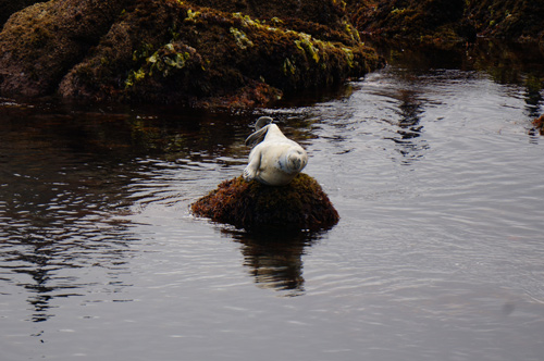 seal